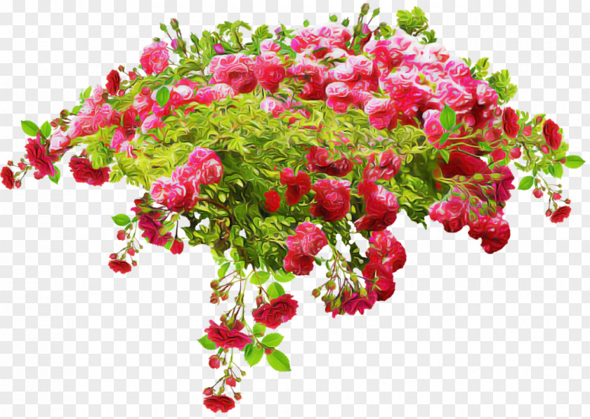 Rosa Wichuraiana Branch Flower Plant Bougainvillea Pink Cut Flowers PNG