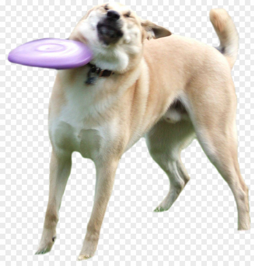 Shiba Inu Doge Flying Discs Know Your Meme Disc Dog PNG dog, doge clipart PNG