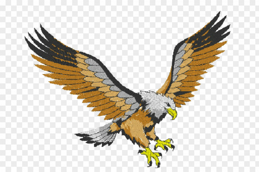 Bird Bald Eagle Hawk Buzzard PNG