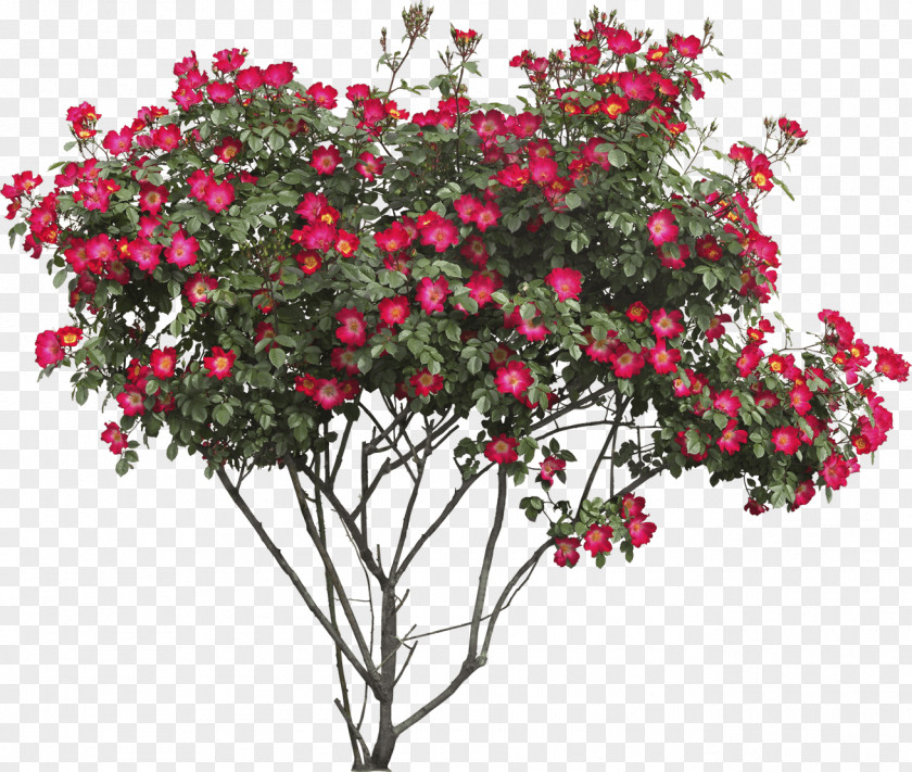 Red Flower Tree Shrub Clip Art PNG