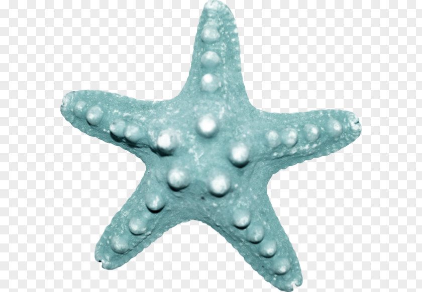 Starfish Sea Echinoderm PNG