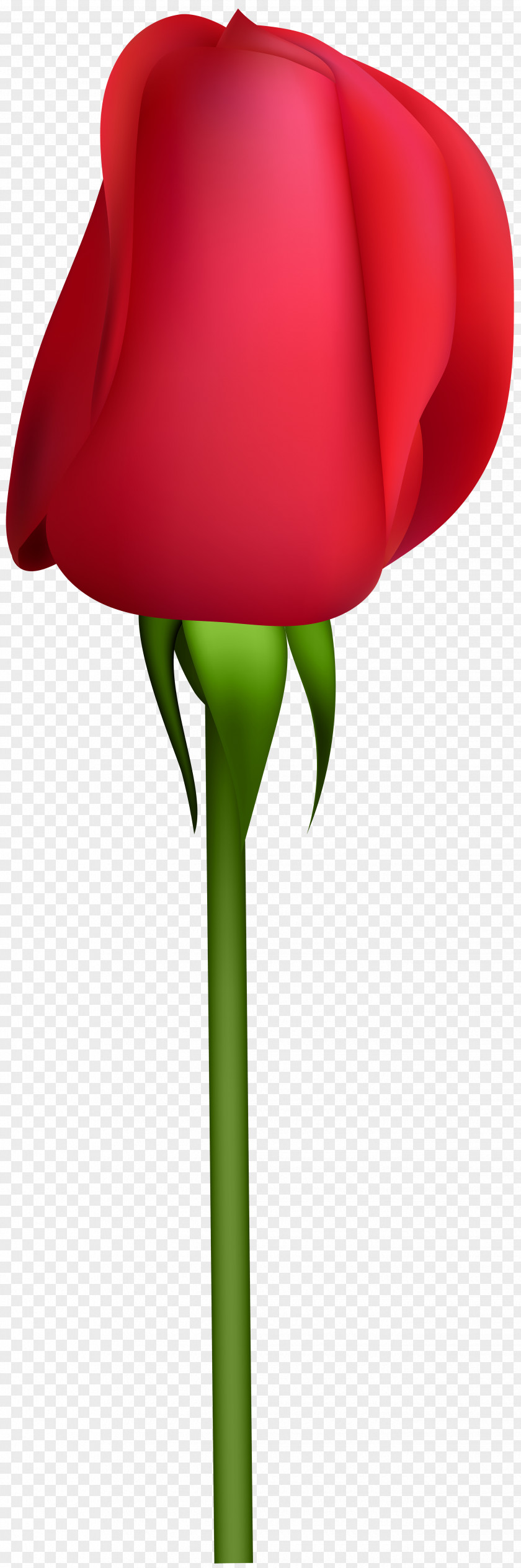 Bud Garden Roses Clip Art PNG