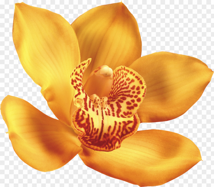 Flower Orchids Clip Art PNG