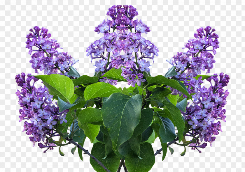 Lilac Flower Common Shrub PNG