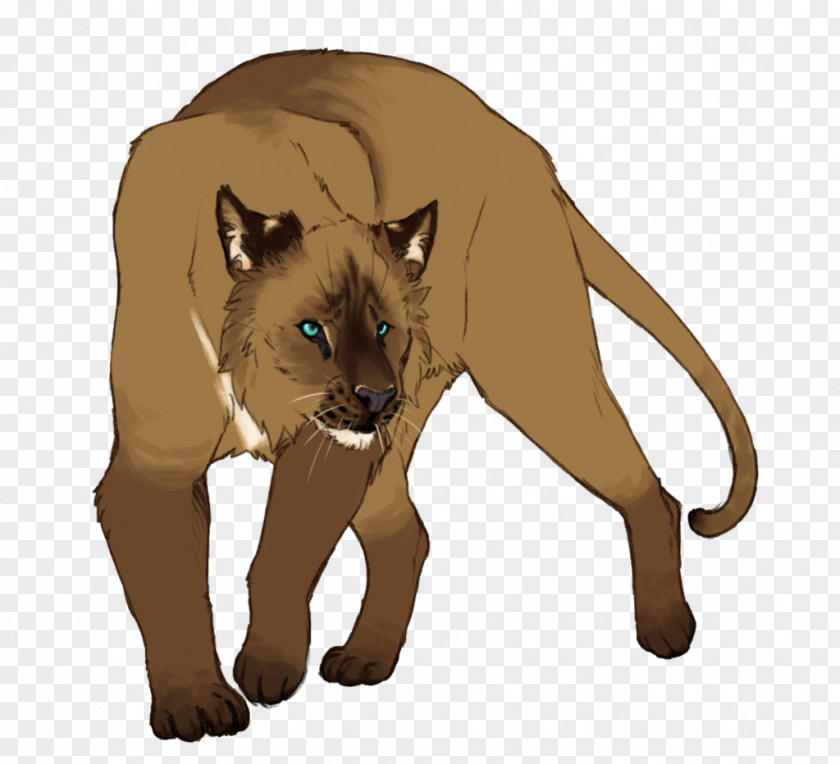 Lion Whiskers Cougar Cat Felidae PNG