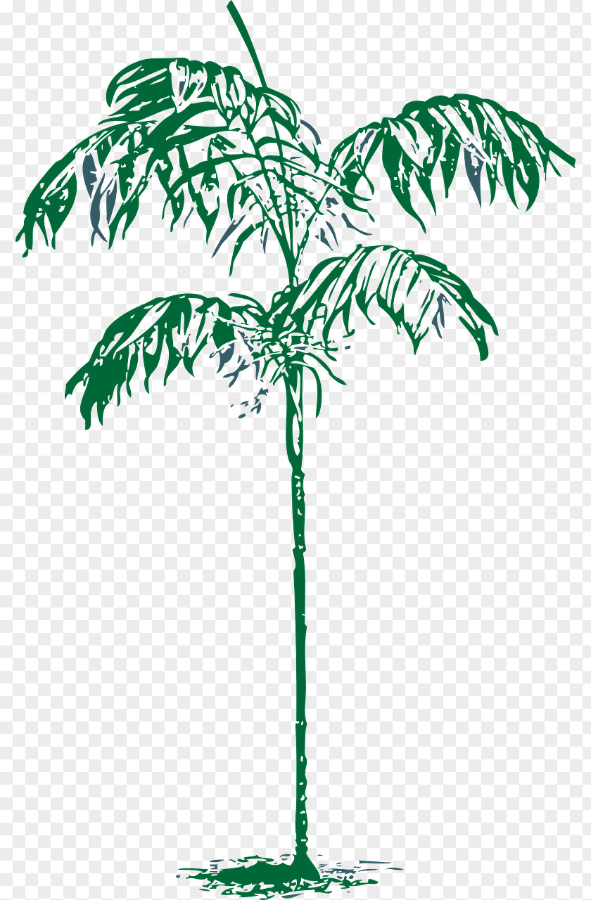 Palm Trees Arecaceae Tree Drawing Clip Art PNG