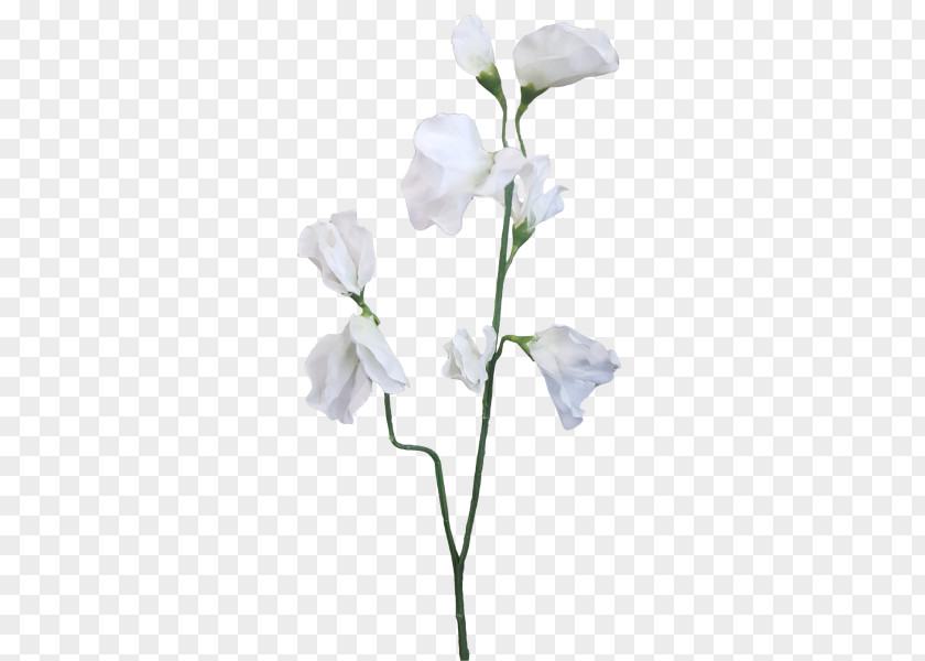 Pea Sweet Plant Stem Cut Flowers PNG