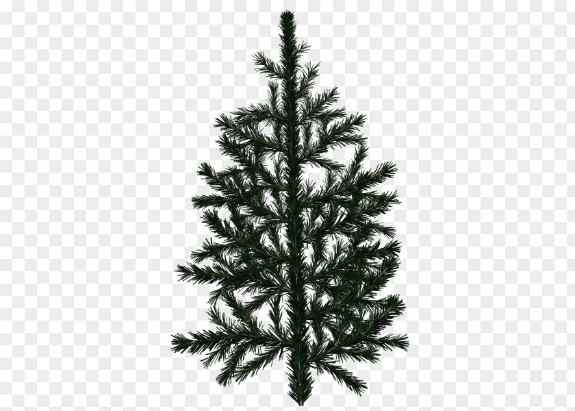 Red Needle Pine Tree Branch White Spruce Fir PNG
