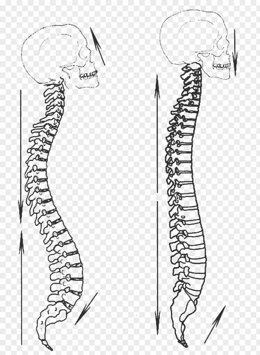 Yiquan Zhan Zhuang Martial Arts Xing Yi Quan Vertebral Column PNG