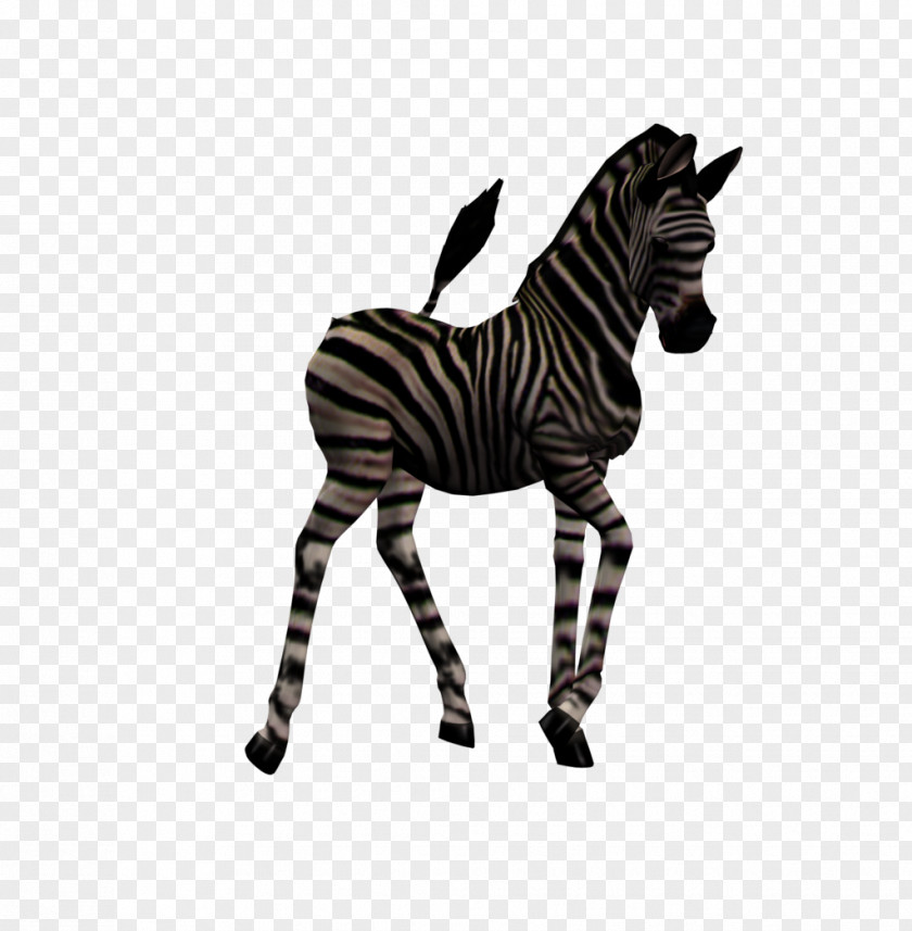 Zebra Foal Quagga Horse PNG