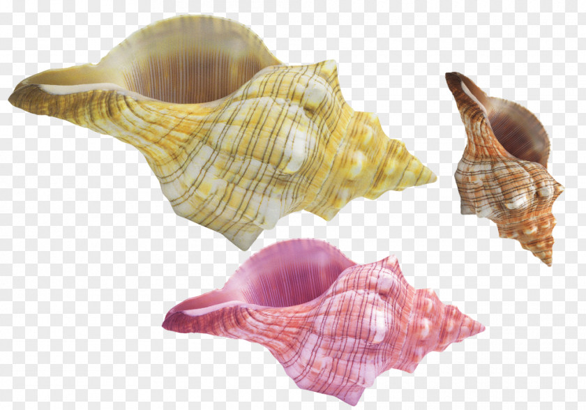 Colorful Conch Shell Material Conchology Seashell Sea Snail PNG