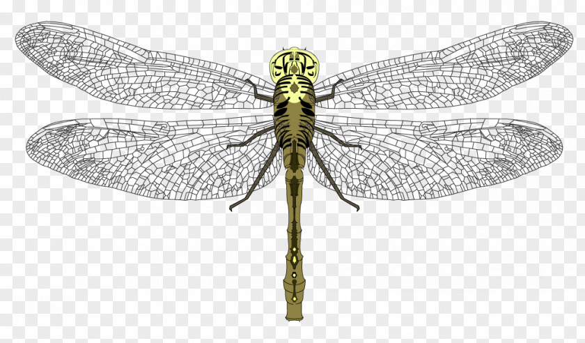 Dragon Fly Pterygota Dragonfly Invertebrate Pest Arthropod PNG