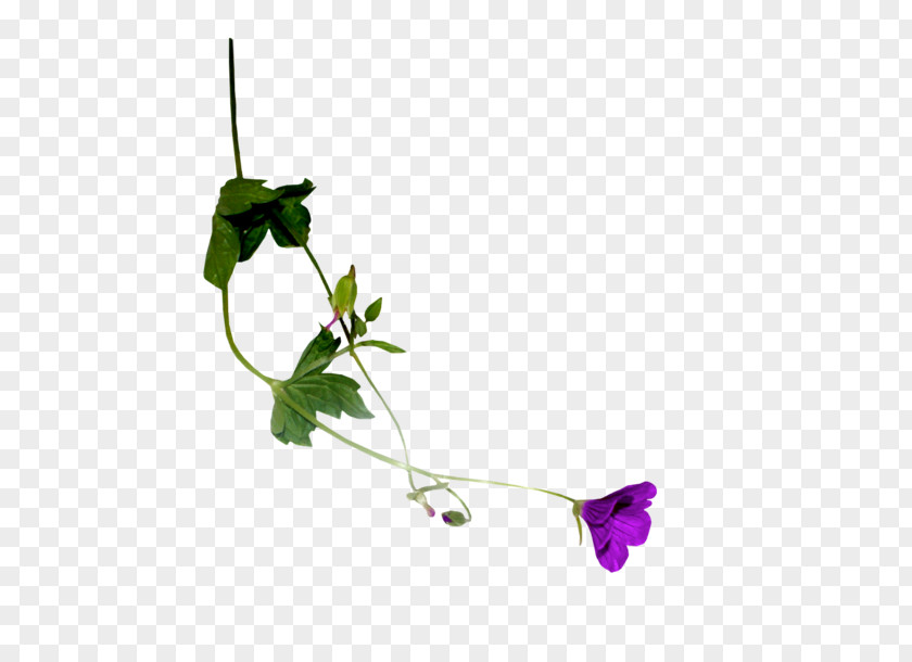 Leaf Plant Stem Petal Time Flowering PNG