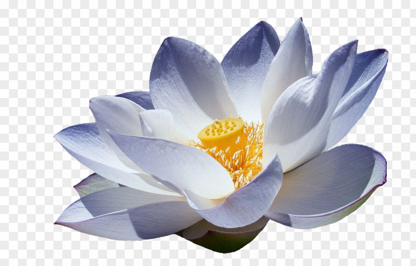 Lotus Flower Nelumbo Nucifera DW Terapias Manuais Symbol Meaning PNG