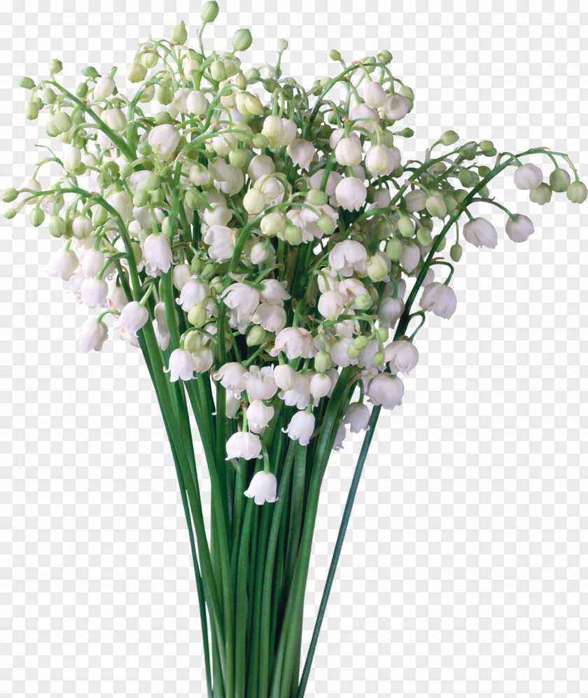 Muguet Desktop Wallpaper Image Clip Art Lily Of The Valley PNG