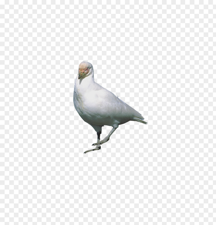 Standing Pigeon Rock Dove Stock Flight Bird PNG