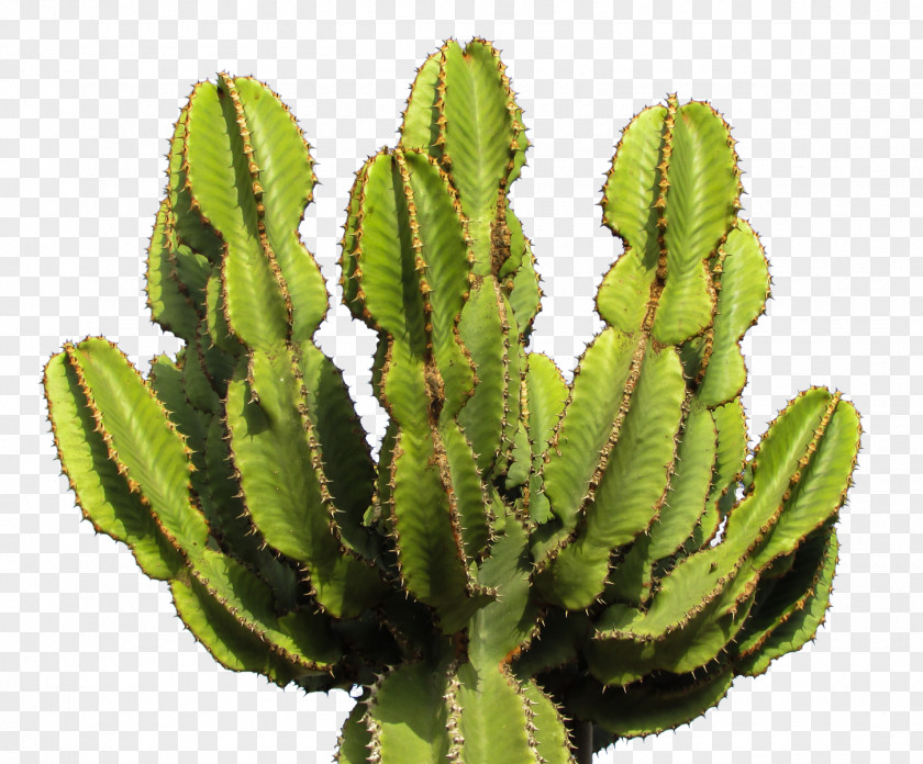 Succulents Cactaceae Clip Art PNG