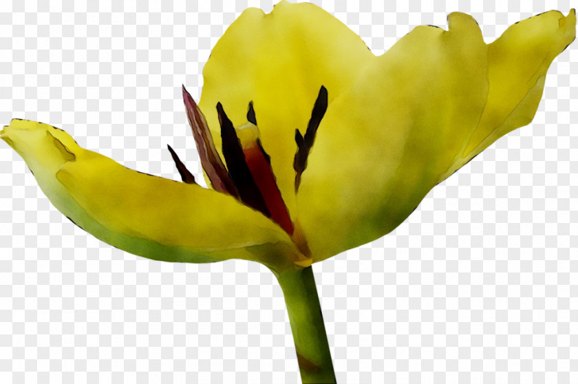 Tulip Plant Stem Close-up Plants PNG