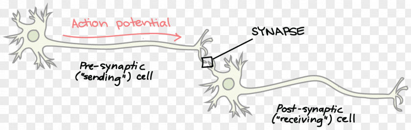 Brain Neurotransmitter Synapse Neuron Axon Terminal PNG