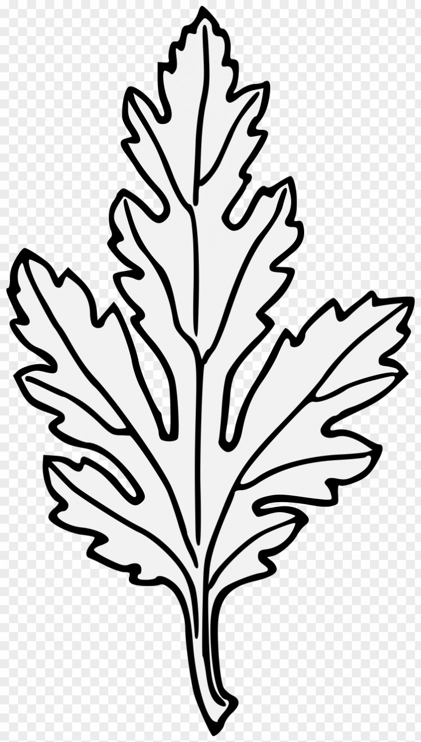 Chrysanthemum Border Clip Art Drawing Line Image Illustration PNG