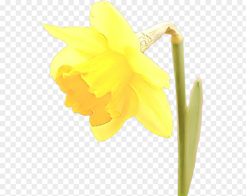 Cut Flowers Pedicel Flowering Plant Flower Yellow Narcissus Petal PNG