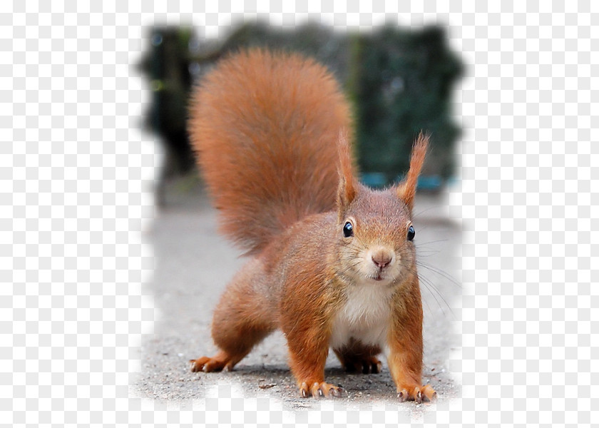 Squirrel Red Desktop Wallpaper Animal PNG