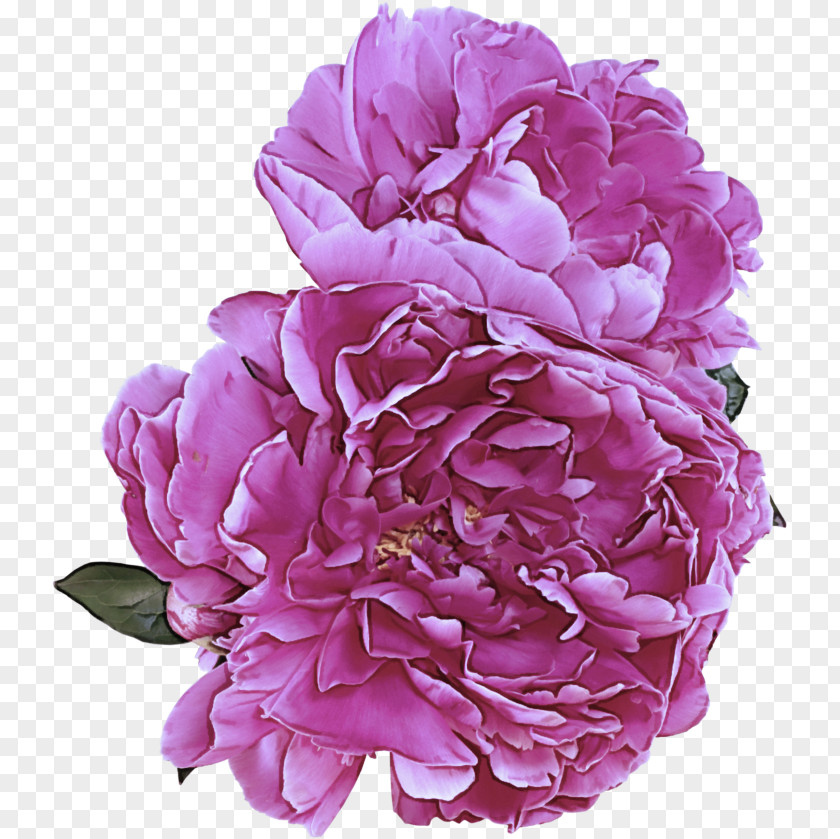 Violet Peony Flower Petal Pink Common Plant PNG