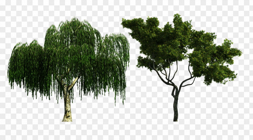 Willow And Eucalyptus Material PNG and eucalyptus material clipart PNG