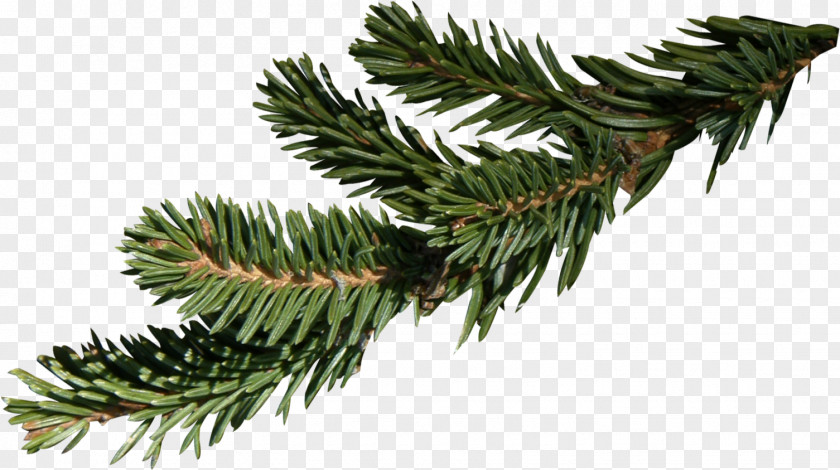 Christmas Tree Branch Fir Spruce PNG