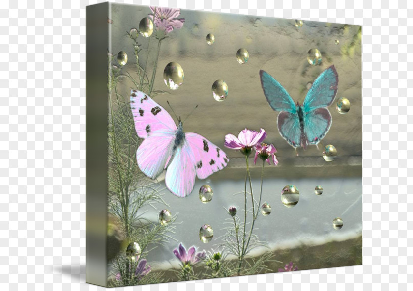 Glossy Butterflys Picture Frames Gallery Wrap Canvas Art Printmaking PNG