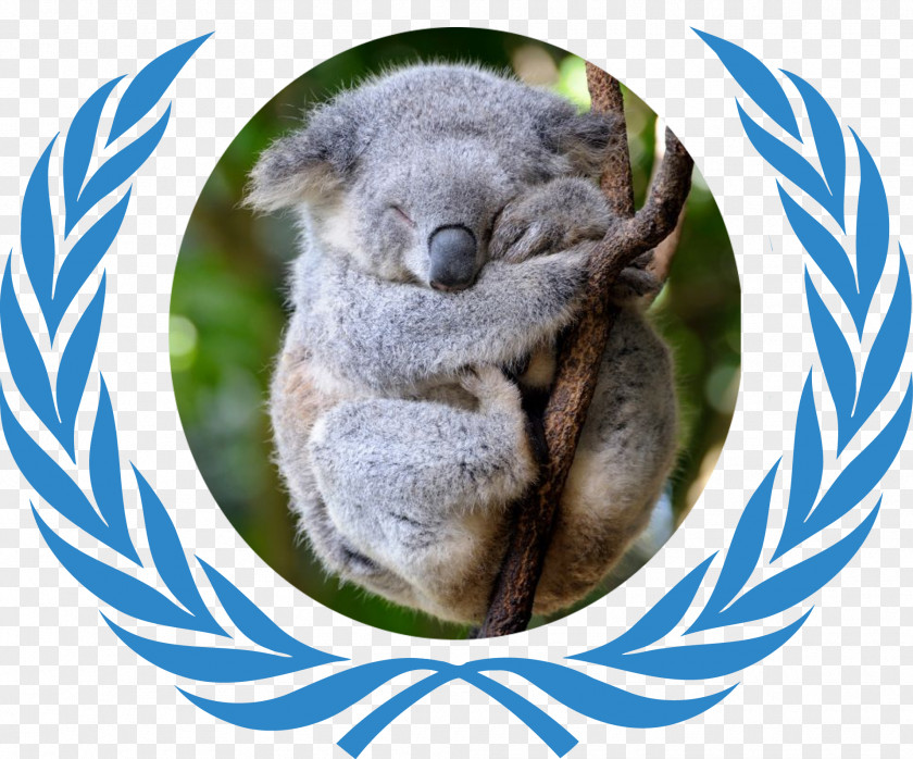 Koala Model United Nations Flag Of The Harvard International Relations Council Organization PNG