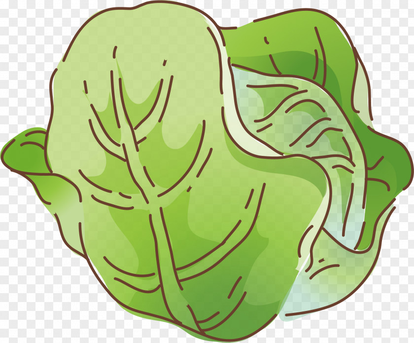 Cabbage Vector Element Vegetable Cartoon Illustration PNG