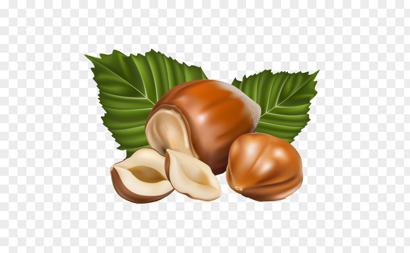 Hazelnut Clip Art PNG