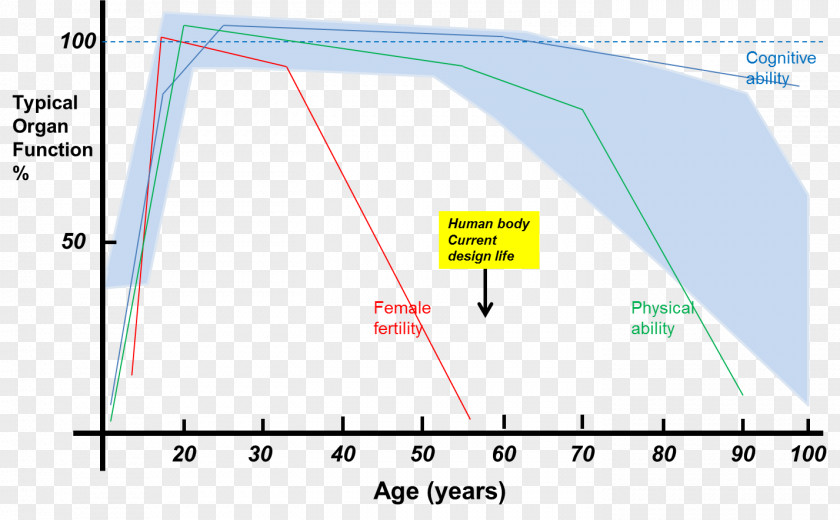 Human Aging Line Point Angle Diagram PNG