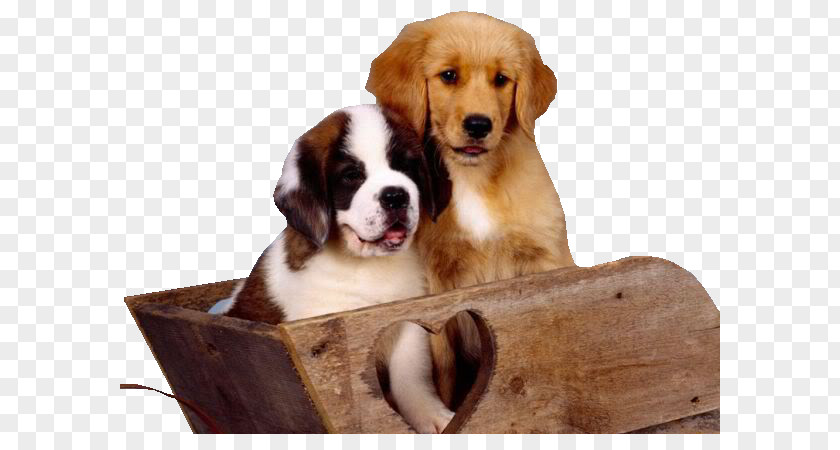 MASCOTAS St. Bernard Desktop Wallpaper Dog Breed Good Morning, Puppy! PNG