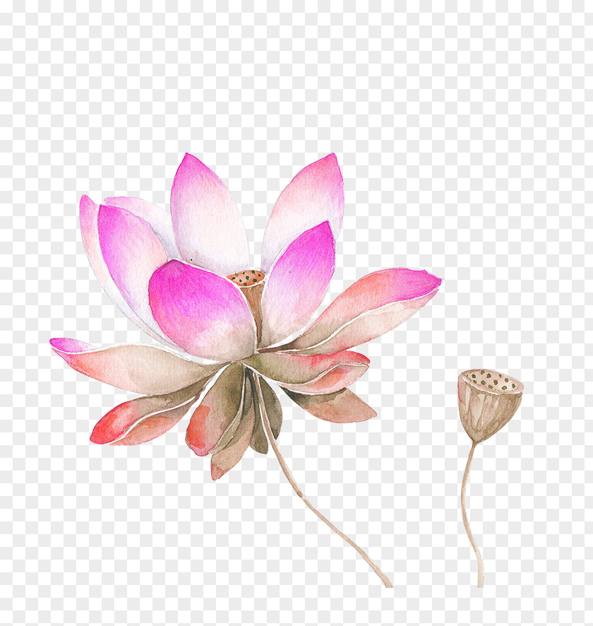 Pink Watercolor Lotus Flower Decorated Pattern Nelumbo Nucifera Painting Drawing Sketch PNG