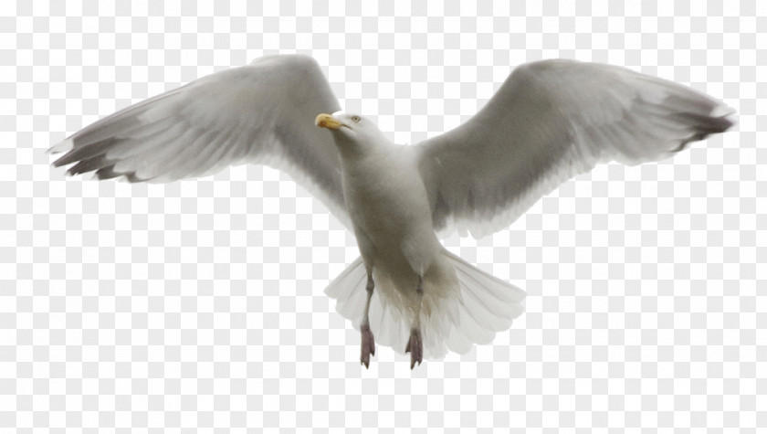 Seagull Gulls Bird Photo Manipulation PNG
