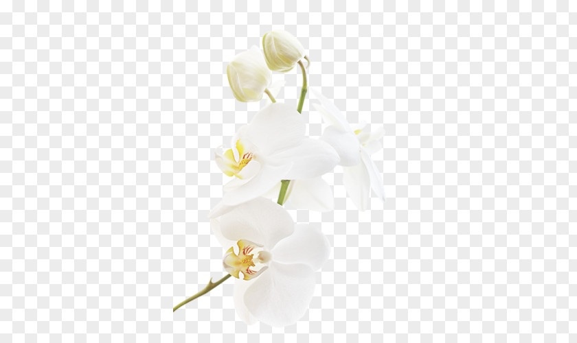 Flower Moth Orchids Clip Art PNG