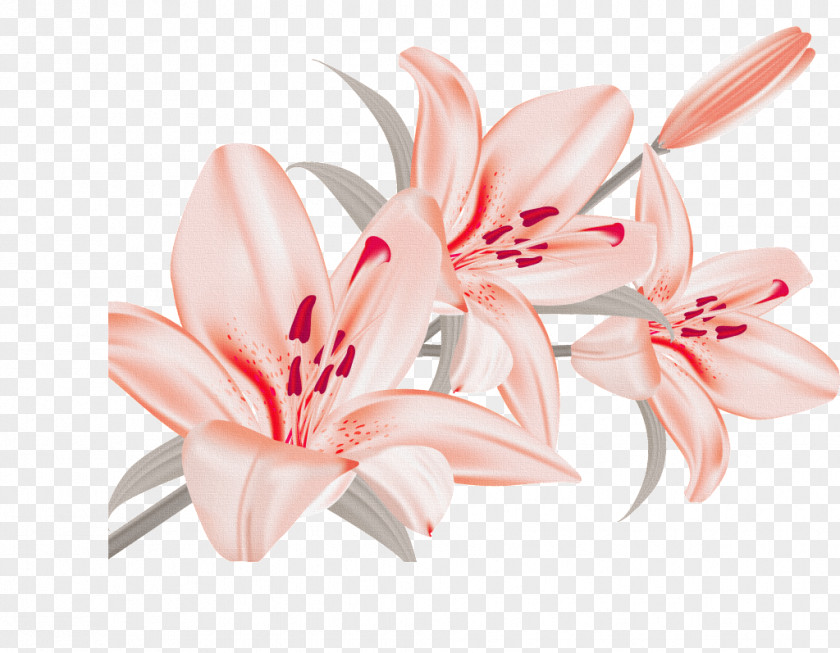 Novi Sad Clip Art Vector Graphics Flower Image PNG