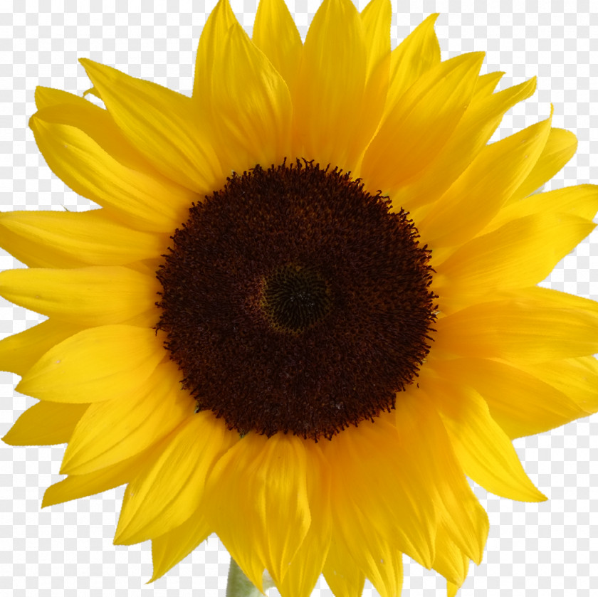 Sunflower Drawing Yellow Common Clip Art PNG