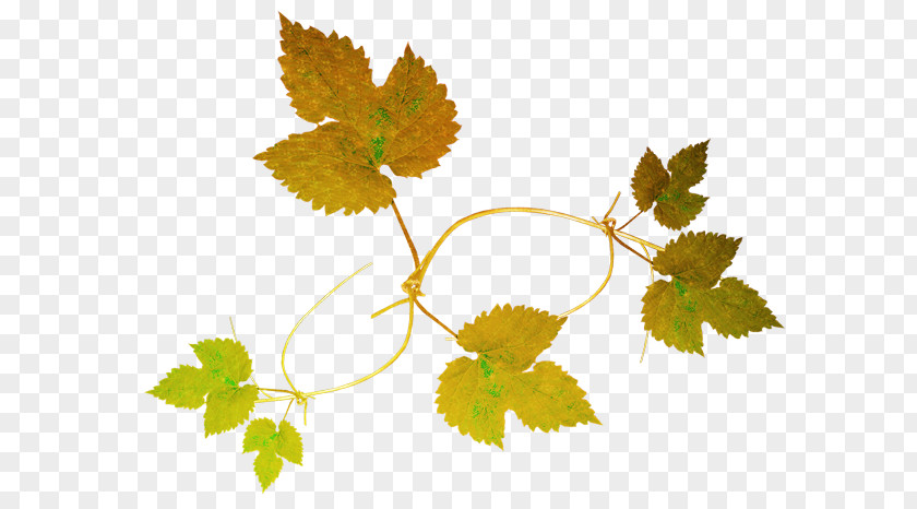 Toutou Osenniy Clip Art Grape Leaves LiveInternet PNG