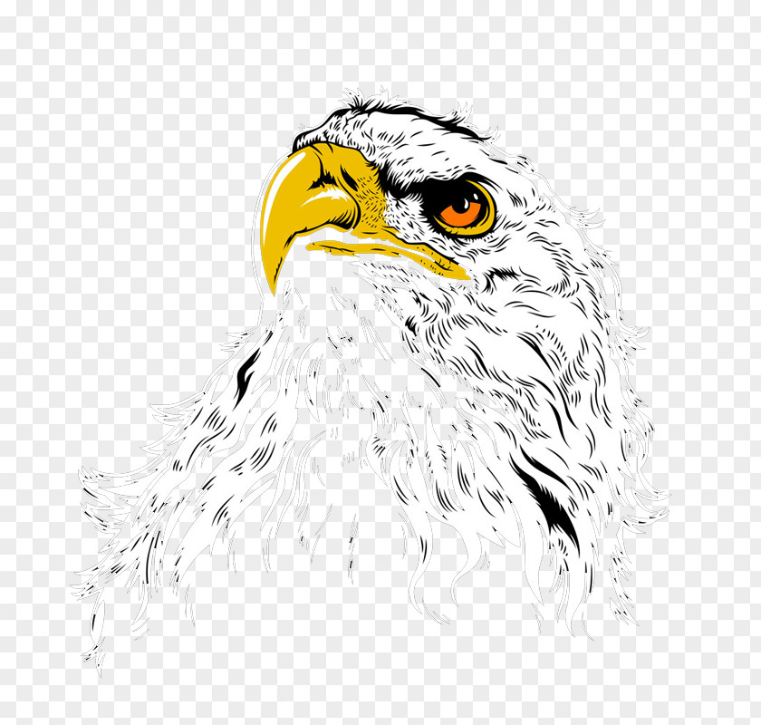 Hand-painted Owl Bald Eagle Hawk Illustration PNG
