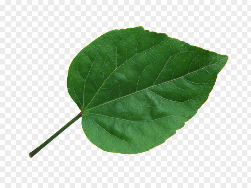Leaves Leaf To The Lighthouse Plant PNG