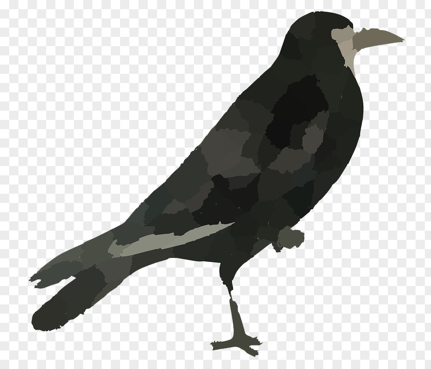 Raven Bird HD Rook Common PNG