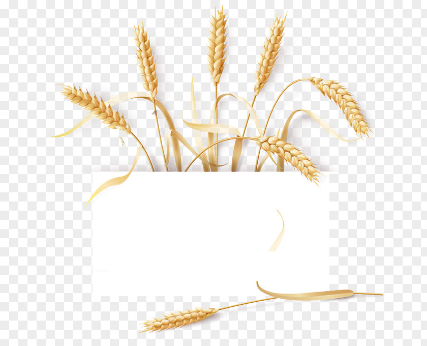 Wheat Common Barley Cereal Ear PNG