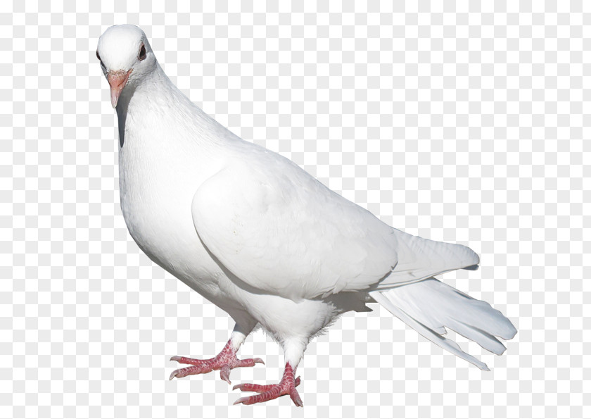 White Pigeon Transparent Picture Pigeons And Doves Domestic Bird Release Dove PNG