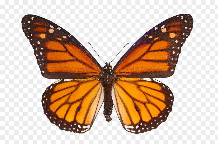 Butterfly The Monarch Milkweed Butterflies Clip Art PNG