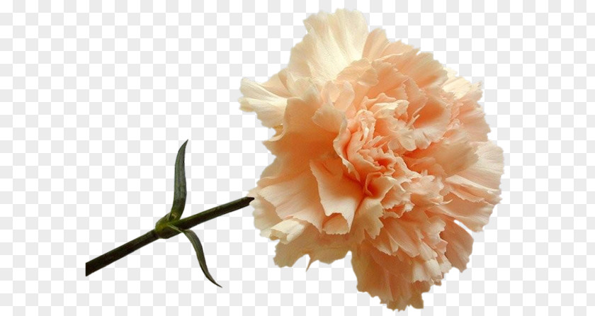 Dianthus Carnation Flower Peach Red PNG