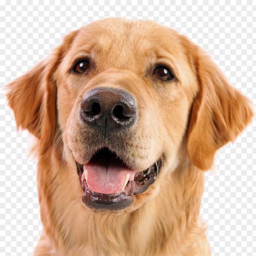 Dogs PNG clipart PNG