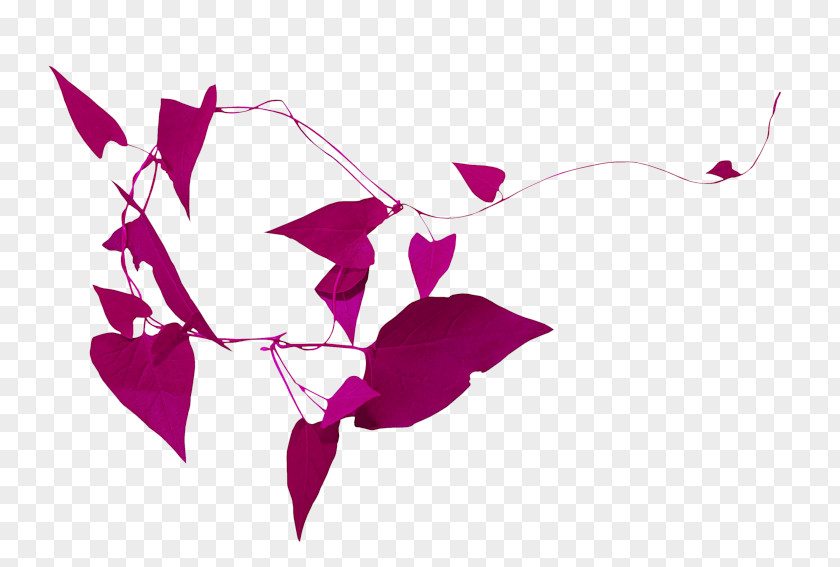 Fuchsia Clip Art Image Petal Download PNG